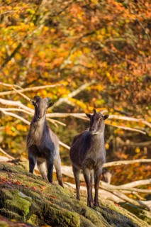 Two female Himalayan tahr (Hemitragus jemlahicus) stand on a rock. A dense autumnal forest is in