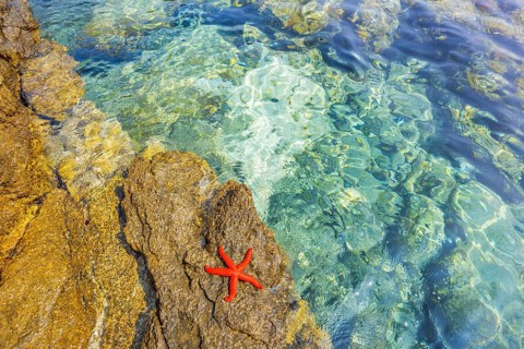 Red Starfish (Echinaster sepositus) lying on a rock next to the water in the bay of Ustrine on the