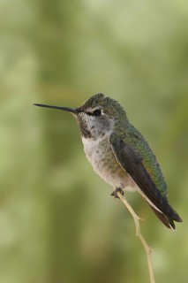 Anna's Hummingbird (Calypte anna), Arizona, USA