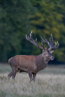 Red deer (Cervus elaphus), with mud in antlers after wallowing running in a meadow, rutting,