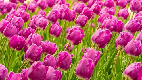 A lively field of pink tulips in full bloom, basking in sunlight. The bright blossoms create a