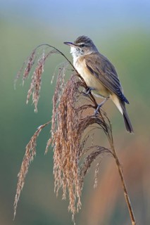 Reed warbler, (Acrocephalus arundinaceus), reedbed perch, biotope, habitat, animals, birds,