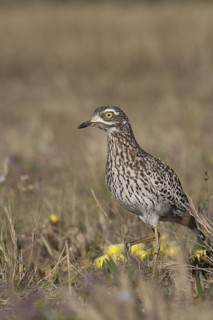 Kaptriel (Burhinus capensis), South Africa