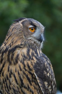 Portrait of an Eurasian Eagle Owl, Bubo bubo. Green vegetation in the background