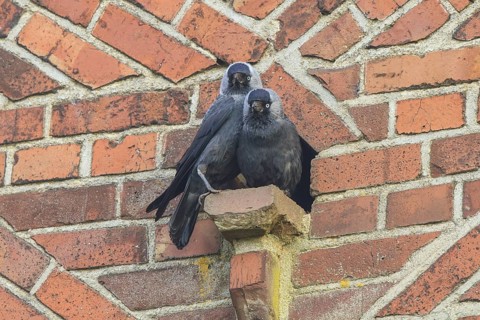 Western Jackdaw (Coloeus monedula) pair, North Rhine-Westphalia, Germany