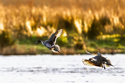 Northern Pintail, Anas acuta, Birds in flight over marshes