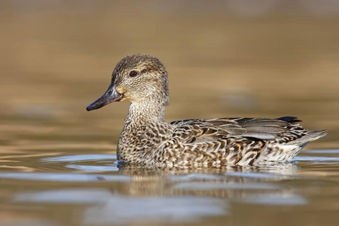 Green-winged Teal (Anas carolinensis) female, British Columbia, Canada