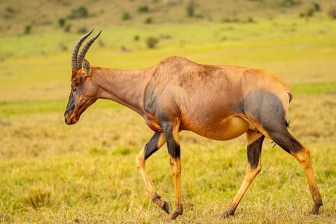 A topi antelope, characterized by its elongated horns and glossy coat, roams the green savannah of