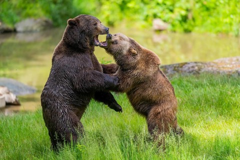 Eurasian brown bear (Ursus arctos arctos) playing with each other on a meadow, Bavarian Forest,