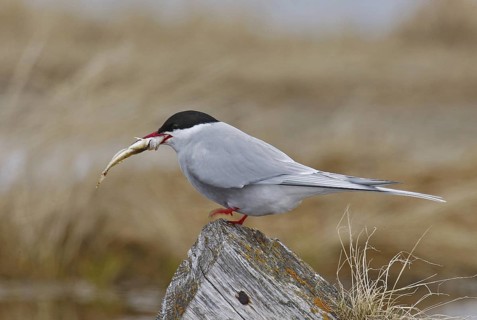 Arctic Tern (Sterna paradisaea), Manitoba, Canada