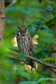 One long-eared owl (Asio otus), sitting on a branch of a tree, between green leaves