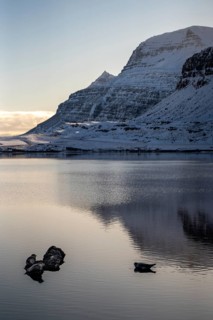 A tranquil Icelandic winter scene featuring seals resting on a rock in still waters, with majestic
