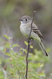 American Dusky Flycatcher (Empidonax oberholseri), British Columbia, Canada