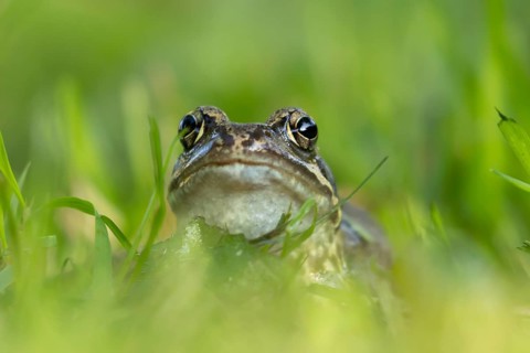 Common frog (Rana temporaria) adult amphibian on a garden grass lawn in summer, England, United