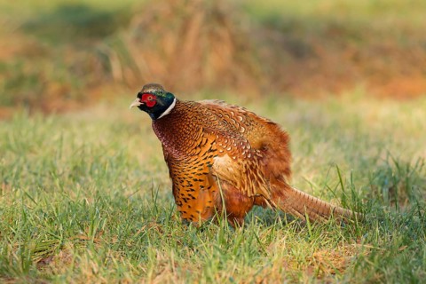 Common Pheasant (Phasianus colchicus) male, Lower Saxony, Germany