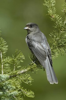 Grey Jay (Perisoreus canadensis), Oregon, USA