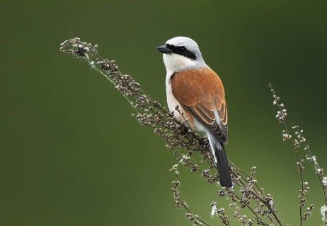 Red-backed Shrike (Lanius collurio) male, Mecklenburg-Western Pomerania, Germany