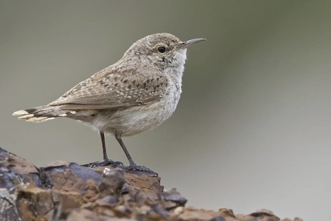 Rock Wren (Salpinctes obsoletus), Alberta, Canada
