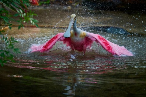 Roseate spoonbill spreads its wings in the water, refreshing splash and lively movement, roseate