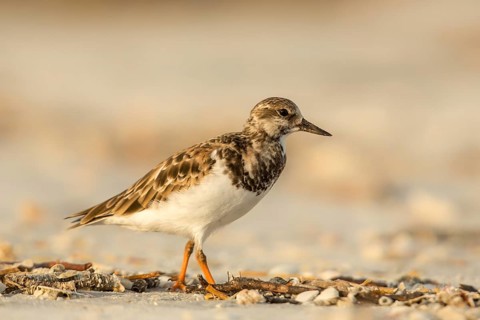 Ruddy Turnstone (Arenaria interpres) on beach, Florida, USA