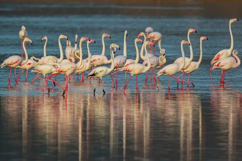 Greater Flamingo (Phoenicopterus roseus) group standing in shallow water, Lesvos, Greece