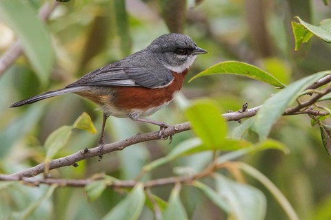 Bay-chested Warbling-Finch (Poospiza thoracica) perched on a branch in the Atlantic rainforest of