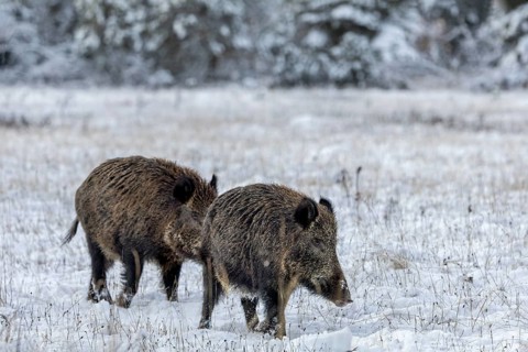 The pheromones of the wild boar (Sus scrofa) seem to be promising for the boar, because it follows
