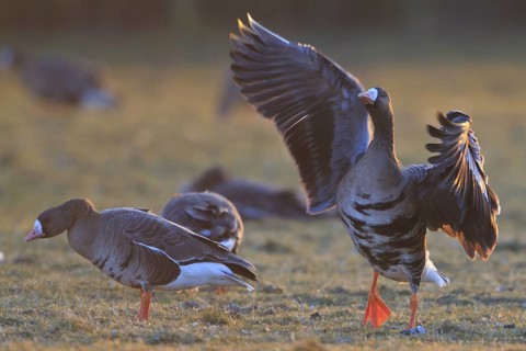 Greater White-fronted Goose (Anser albifrons) foraging, North Rhine-Westphalia, Germany