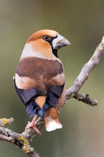 Hawfinch - Kernbeisser - Coccothraustes coccothraustes, Germany