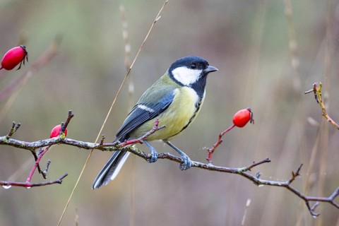 Great tit (Parus major) Germany