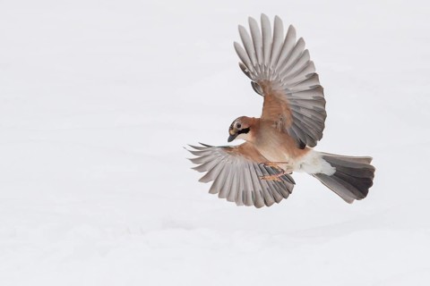 Eurasian Jay (Garrulus glandarius) flying, Lower Saxony, Germany