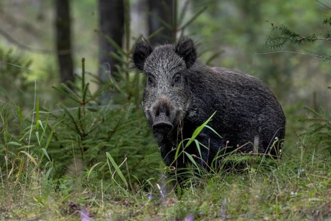 A wild boar (Sus scrofa) on the game trail, fattening year, acorn fattening, defensive, August,