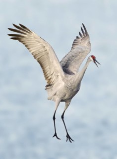 Sandhill Crane (Antigone canadensis) flying, New Mexico, USA