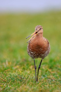Black-tailed Godwit (Limosa limosa) calling, Netherlands
