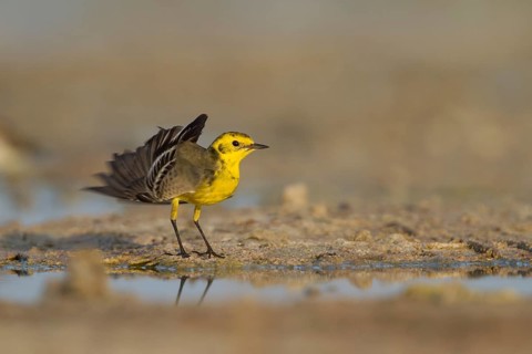 Citrine Wagtail - Zitronenstelze - Motacilla citreola, Oman