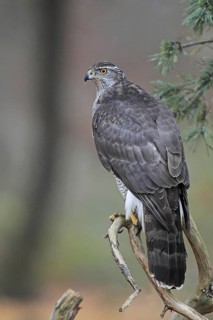 Northern Goshawk (Accipiter gentilis) female, Baden-Wuerttemberg, Germany