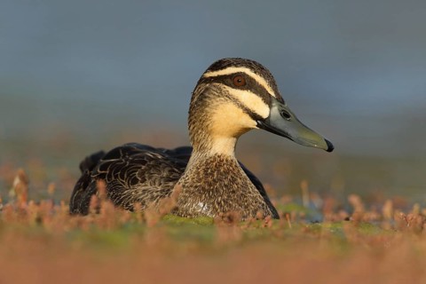 Pacific Black Duck (Anas superciliosa), Victoria, Australia