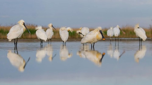 Eurasian Spoonbill (Platalea leucorodia) group, Pusztaszer, Hungary