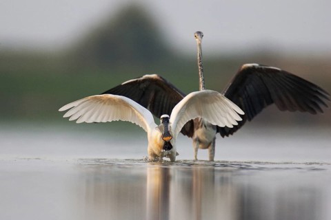 Eurasian Spoonbill (Platalea leucorodia), Lake Neusiedl, Austria