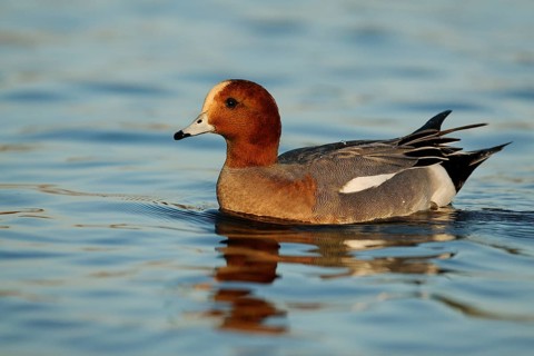 Eurasian Wigeon (Mareca penelope) male, Arizona, USA