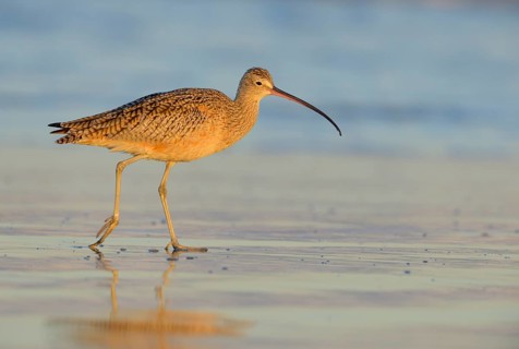 Long-billed Curlew (Numenius americanus) - Morro Bay, California