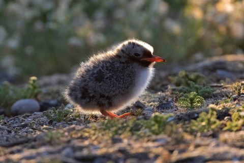 Arctic Tern (Sterna paradisaea) chick perched on the ground, Scotland, United Kingdom