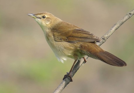 Broad-tailed Grassbird (Schoenicola platyurus), Maharashtra, India