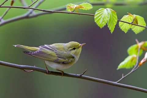 Wood warbler, (Phylloscopus sibilatrix), animals, birds, songbirds, perch, biotope, habitat,