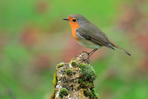 European Robin (Erithacus rubecula), Andalusia, Spain