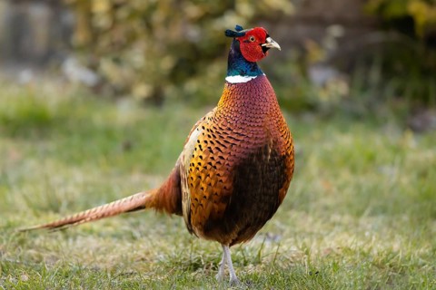 Common Pheasant (Phasianus colchicus) male, Smaland, Sweden