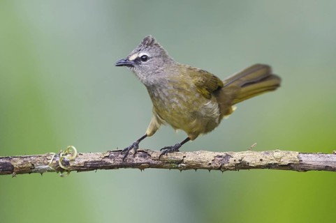 Flavescent Bulbul (Pycnonotus flavescens), Mae Wong, Thailand