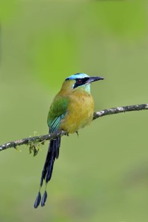 Blue-crowned Motmot Momotus momota Las Cruces OTS Station, San Vito, COSTA RICA 3 November Adult