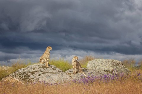 Cheetah (Acinonyx jubatus) pair in sunset on rocks in grassland, Castile-La Mancha, Spain