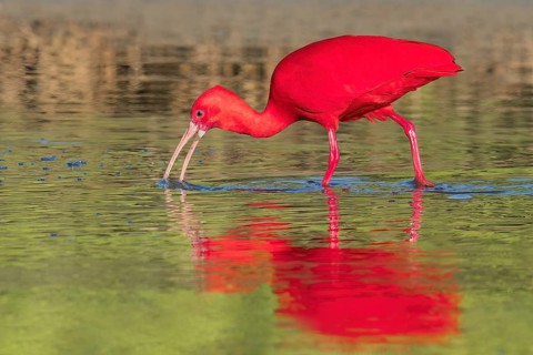 Scarlet Ibis (Eudocimus ruber) in a swamp in Colombia, South America